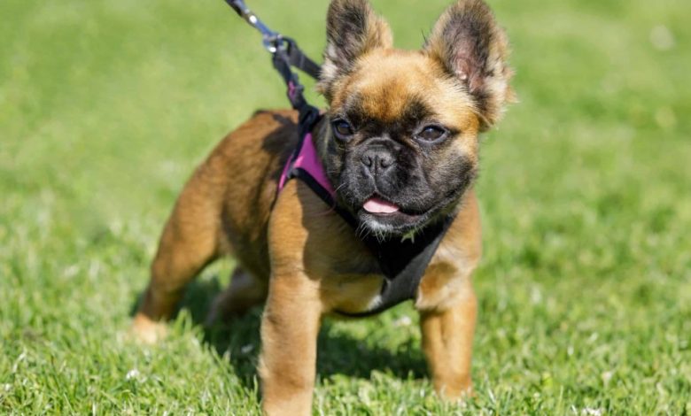 Fluffy French Bulldog