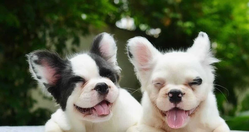 Fluffy French Bulldog Pic