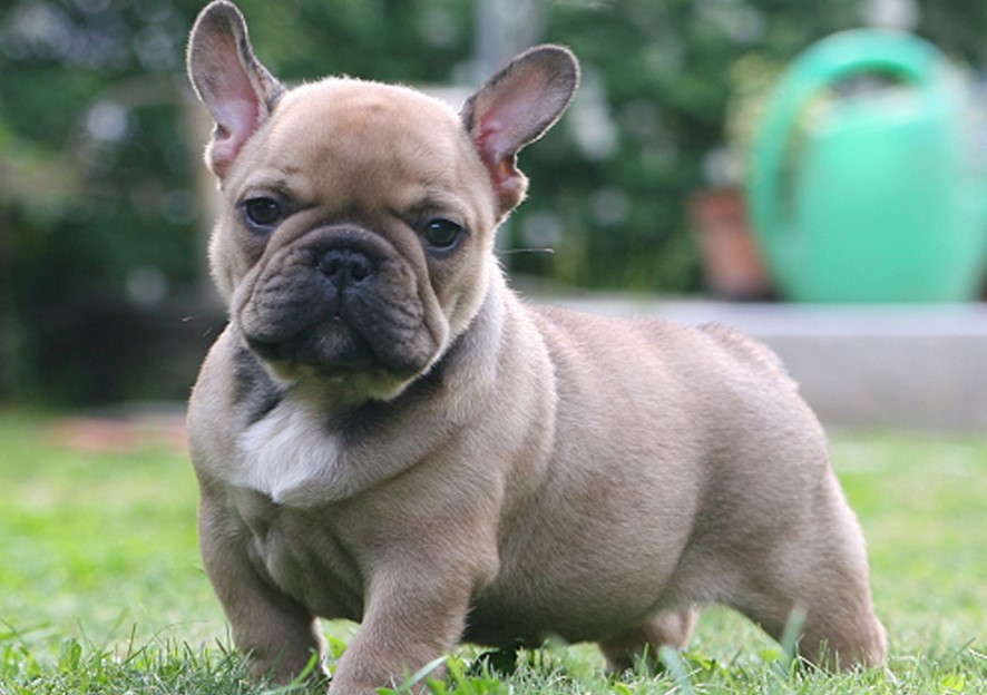 French Bulldog Pic