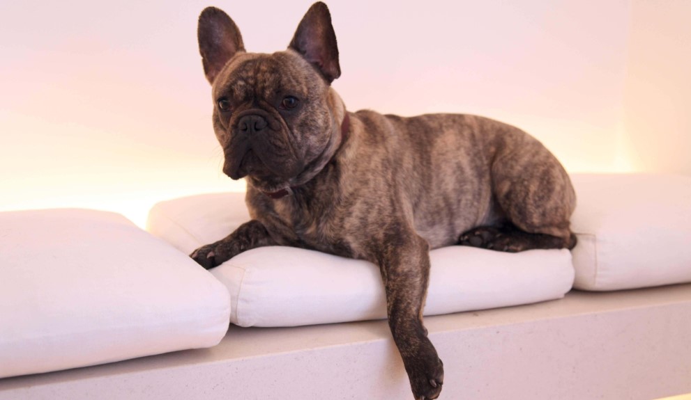 French Bulldog Price